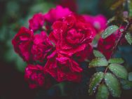 {{brizy_dc_image_alt entityId=