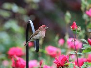 {{brizy_dc_image_alt entityId=