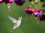 {{brizy_dc_image_alt entityId=